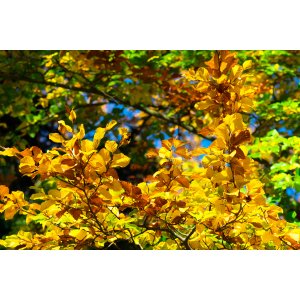 Buk lesný (Fagus sylvatica) ´DAWYCK GOLD´ - výška 200-220 cm, kont. C30L